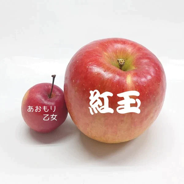 青森りんご ミニふじ あおもり乙女 送料込 小さくかわいいリンゴ食べきりサイズ 観賞用ギフトにも24個入 甘味がありシャキシャキ！【6042】