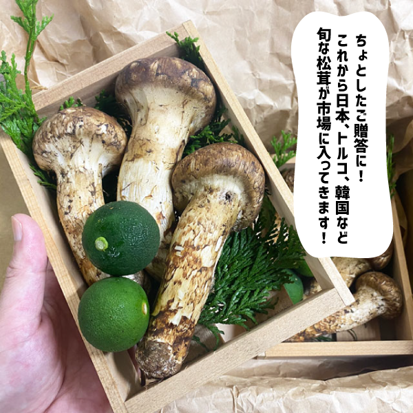 松茸 木箱入り １箱 ３〜４本 中国産 スダチ入り 生松茸 吸い物 炊き込み マツタケ まつたけ ギフト 贈答用