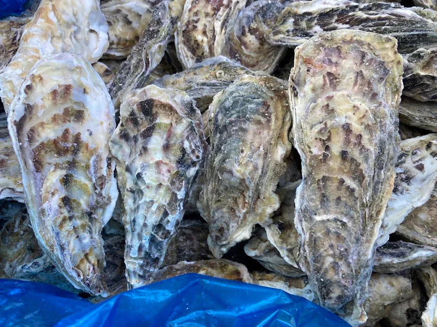 人気商品！生食でも焼いても美味しい！！宮城県産　　冷凍牡蠣1ｋｇ入り