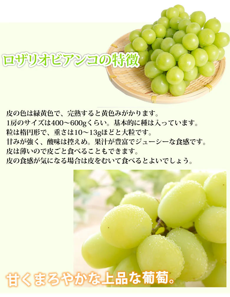 【9月上旬～中旬頃より順次出荷】ロザリオビアンコ ぶどう 送料無料 1kg 2～3房 〈クール便でお届け〉 福岡・熊本県産 マスカット 葡萄 ブドウ