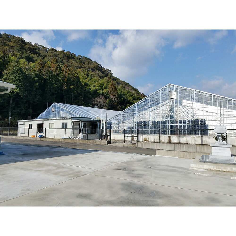 四万十うなぎ 蒲焼2尾セット【二重包装不可】