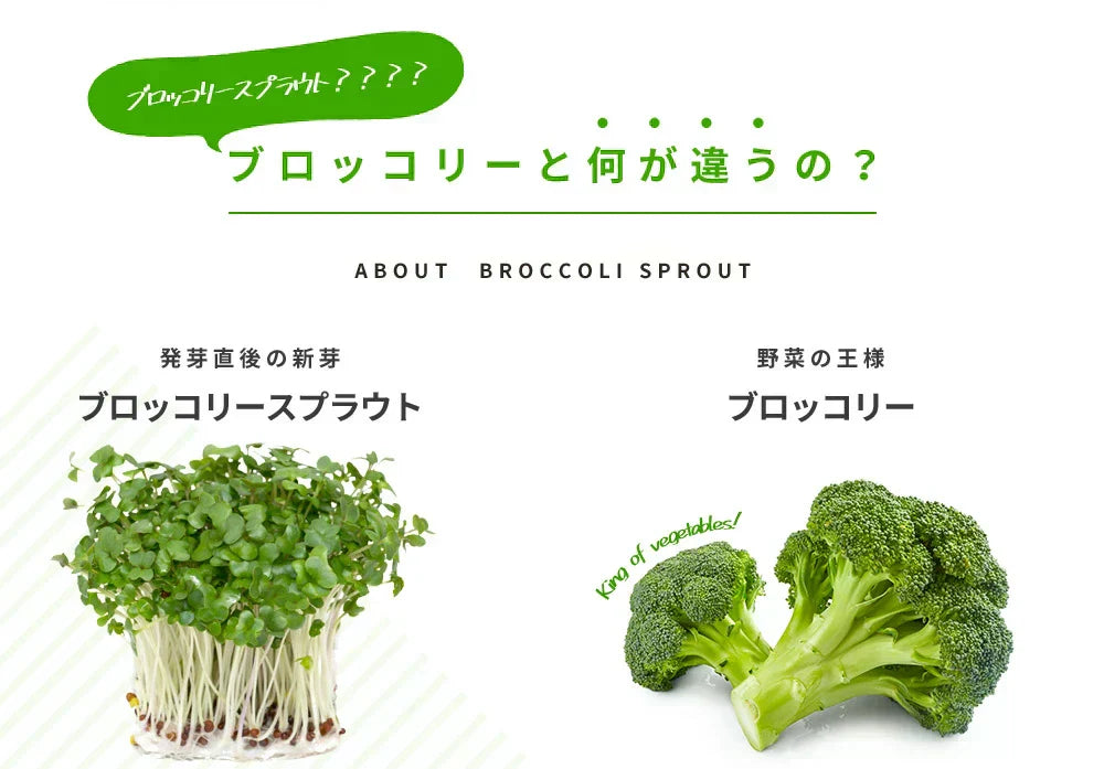 ブロッコリースプラウト《約6ヶ月分》