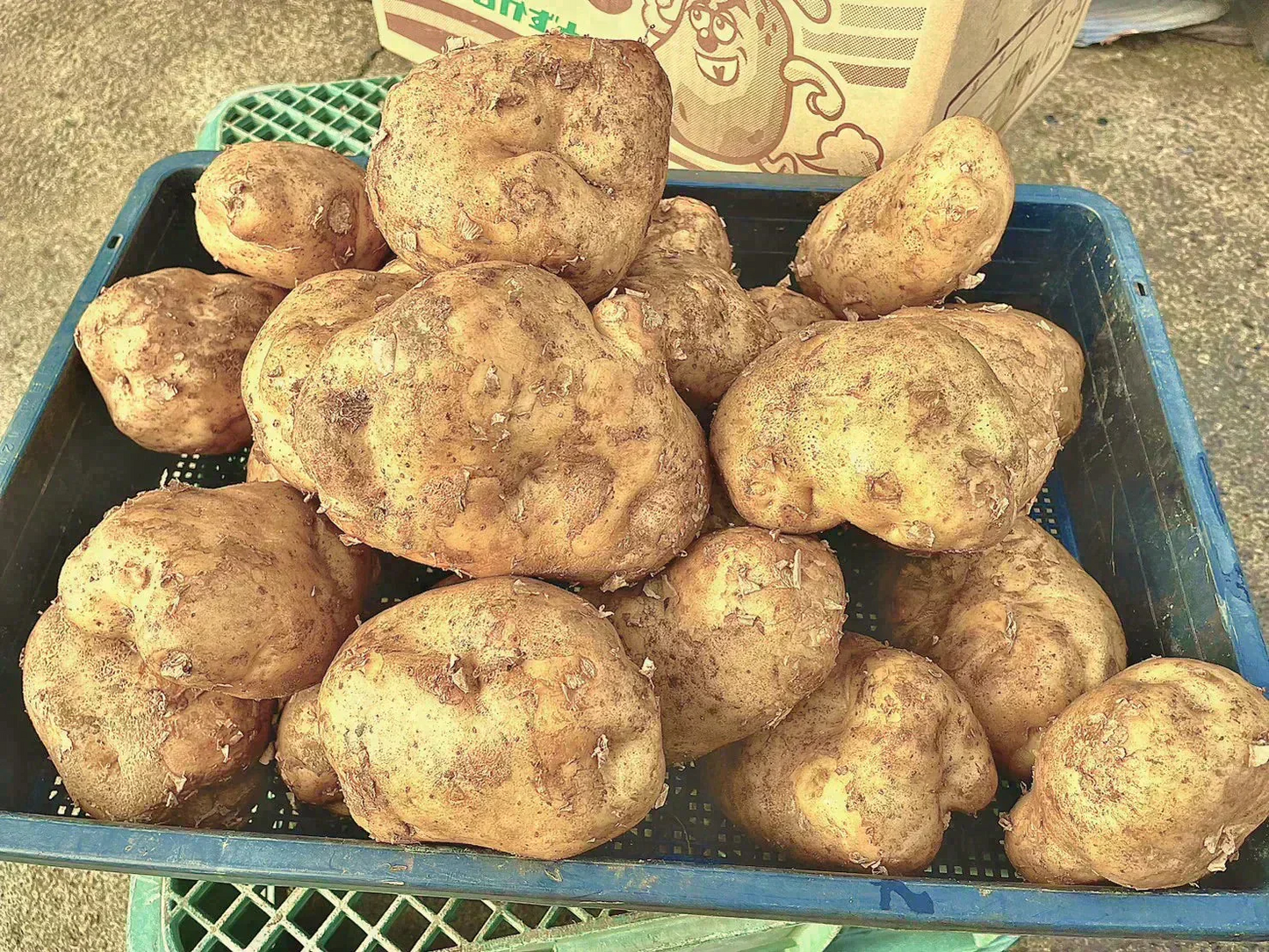 訳あり・規格外北海道じゃがいも 5kg【ご新規さん限定商品】