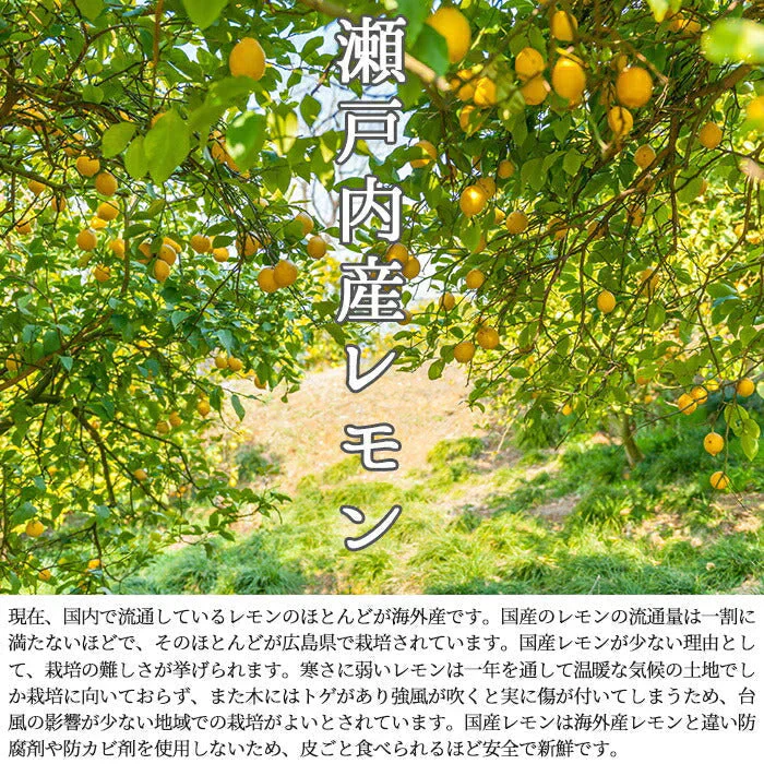 大人のぜいたく塩レモンゼリー大容量50個入り 瀬戸内レモンと長崎の花藻焼き塩を使用!! 常温便