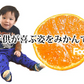 みかん 5kg 送料無料 温州みかん 秀品 熊本県産 蜜柑 ミカン