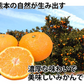 大玉みかん 10kg 2L～4L 秀品 金峯 青島 みかん 送料無料 温州みかん 熊本県産 蜜柑 ミカン フルーツ