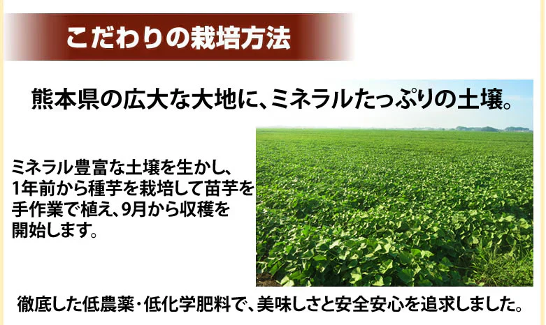 【10月下旬～11月上旬頃より順次出荷】さつまいも シルクスイート 訳あり 10kg 箱込（内容量9kg＋補償分500g) 送料無料 熊本・宮崎県産 サツマイモ 春こがね 紅まさり 焼き芋 芋 いも