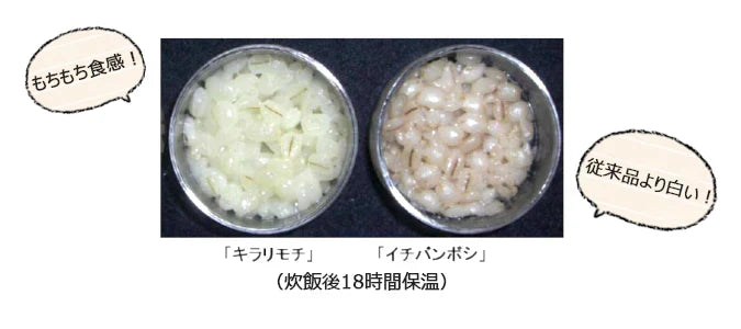 アグリ宮荘 キラリモチ もち麦 お試し 400g×2袋