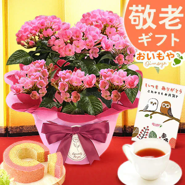 敬老の日 匂い桜鉢植え5号＆ミニ苺バウム 【おいもや】（9/12〜15いずれかに配送） KR