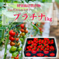 【特別栽培農産物】ソムリエミニトマト　プラチナ　１ｋｇ（約６０～９０玉）