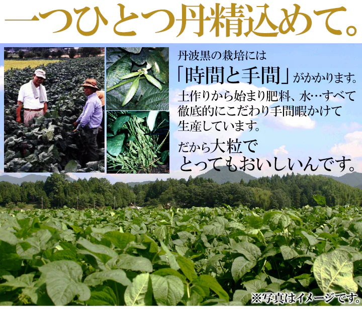 訳あり無選別！高級丹波黒豆しぼり甘納豆どっさり600ｇ