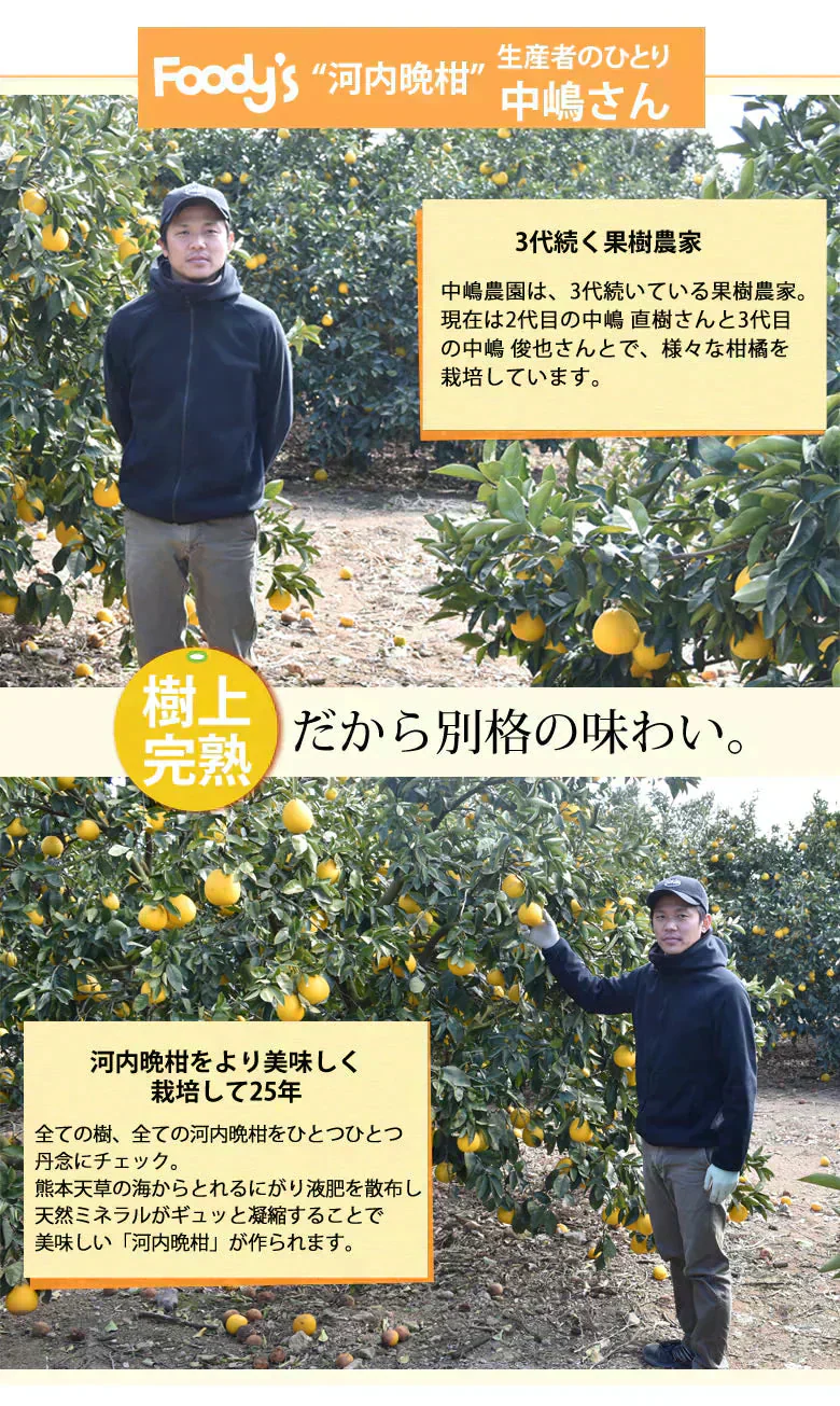 河内晩柑 みかん 送料無料 訳あり 10kg 箱込 (内容量9kg+不良果補償分500g) S～3L 和製グレープフルーツ お取り寄せ 晩柑 熊本県産 美生柑 フルーツ