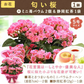 敬老の日 匂い桜鉢植え5号＆ミニ苺バウム 【おいもや】（9/12〜15いずれかに配送） KR