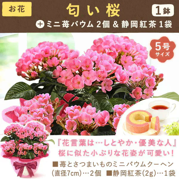 敬老の日 匂い桜鉢植え5号＆ミニ苺バウム 【おいもや】（9/12〜15いずれかに配送） KR