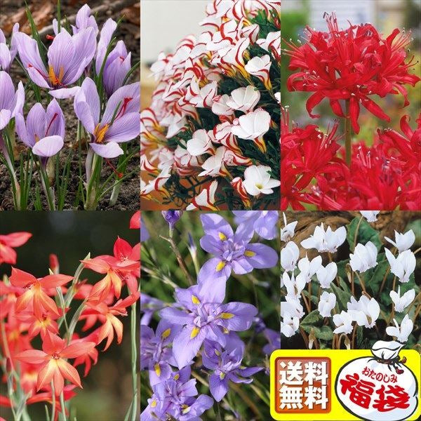 夏植え球根福袋 20球以上(4-5品種見計らい・名称付)