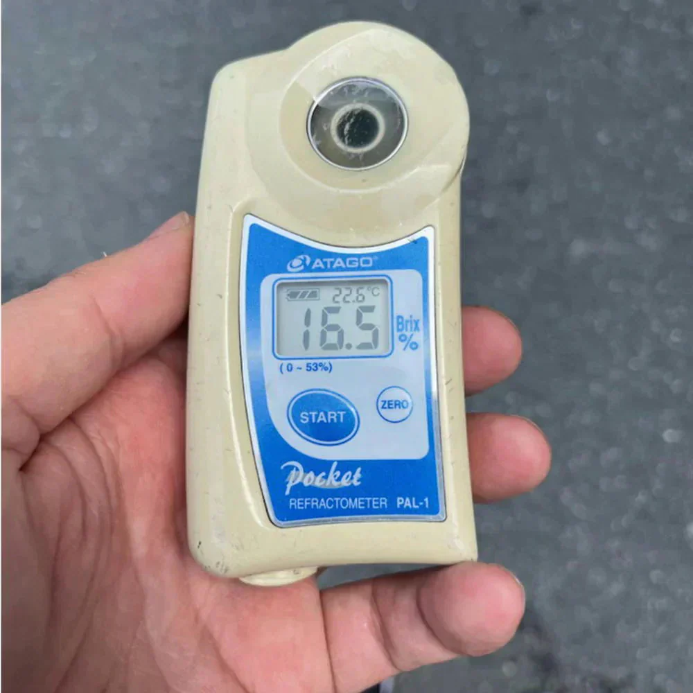 ピーチパイン　3ｋｇ（3〜8本）　西表島産　アララガマ農園　ソフトタッチ　ミルクパイン　パイナップル　パイン　80サイズ