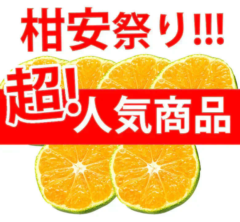 みかん 訳あり 送料無料 1.5kg  熊本みかん 熊本県産 極早生みかん 蜜柑 ミカン