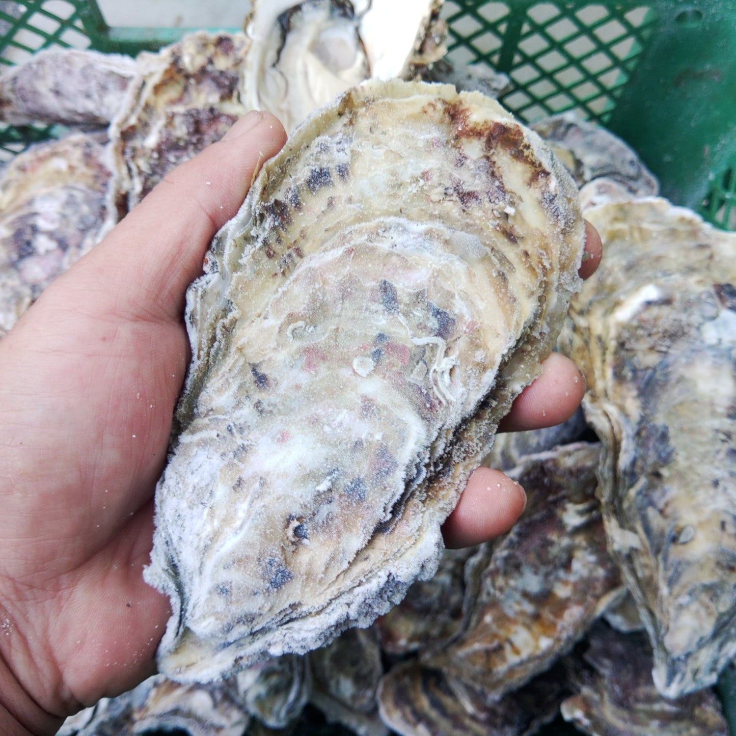 デカい牡蠣 殻付き 牡蠣 ３年牡蠣 ３ｋｇ 冷凍便 送料無料！３キロ 宮城県産 殻付き牡蠣 殻付き 松島牡蠣屋  殻付 カキ 加熱用 松島牡蠣屋 無選別牡蠣 牡蛎 ＢＢＱ バーベキュー食材 海産物 牡蠣通販 「３年牡蠣 ３ｋｇ」【80】