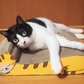 ねこの爪とぎ　居眠りにゃんこ　茶トラ◆ 猫 ネコ ねこ にゃんこ 猫用品 ペット ぺっと グッズ 小物 つめとぎ 爪とぎ 爪研ぎ ダンボール 段ボール お洒落 おしゃれ オシャレ 可愛い かわいい カワイイ 猫の日