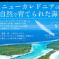 天使の海老 1kg （約20〜30尾入り） えび エビ 1キロ 冷凍エビ 冷凍海老 まとめ買い ニューカレドニア 冷凍えび 冷凍 海老 高級 海鮮 高級グルメ 高級食材 贈答品 贅沢 贈り物 グルメ ［送料無料］ 母の日 プレゼント ギフト  母の日思いの 健康 実用的 父の日 子供 孫