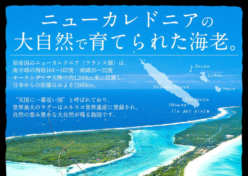 天使の海老 1kg （約20〜30尾入り） えび エビ 1キロ 冷凍エビ 冷凍海老 まとめ買い ニューカレドニア 冷凍えび 冷凍 海老 高級 海鮮 高級グルメ 高級食材 贈答品 贅沢 贈り物 グルメ ［送料無料］ 母の日 プレゼント ギフト  母の日思いの 健康 実用的 父の日 子供 孫