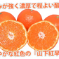山下紅早生 みかん 幻のみかん 送料無料 秀品 2.5kg 希少品種 熊本県産  蜜柑 早生みかん ミカン