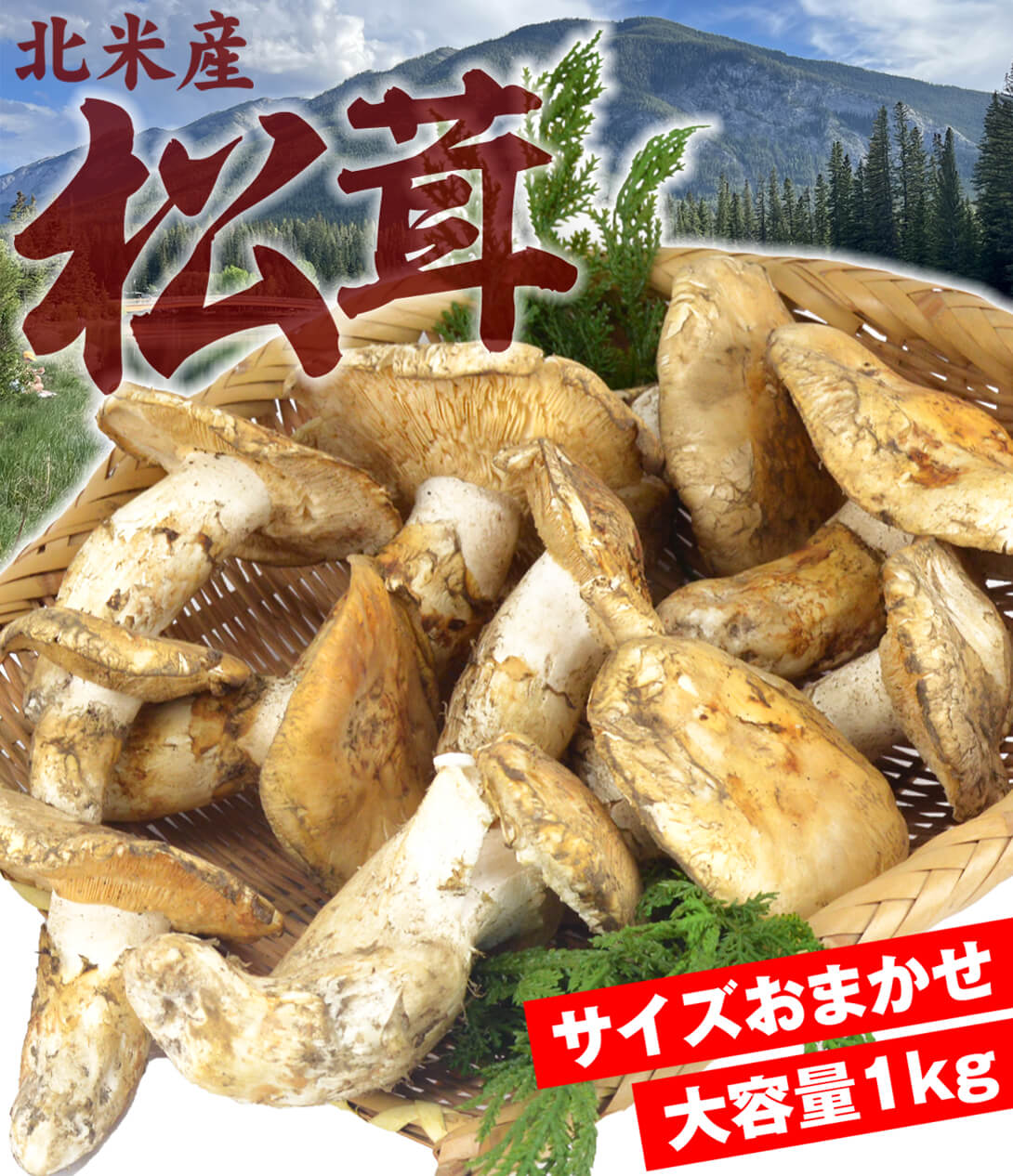 松茸 約1kg 北米産 ご家庭用【発送予定：11月中旬より】
