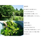 桑の葉茶（大）1袋