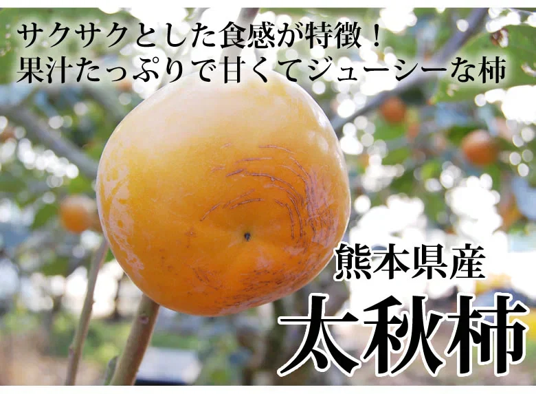 【10月下旬～11月上旬頃より順次出荷】太秋柿 柿 送料無料 秀品3kg 8～14玉入り 熊本・福岡県産 太秋 かき カキ