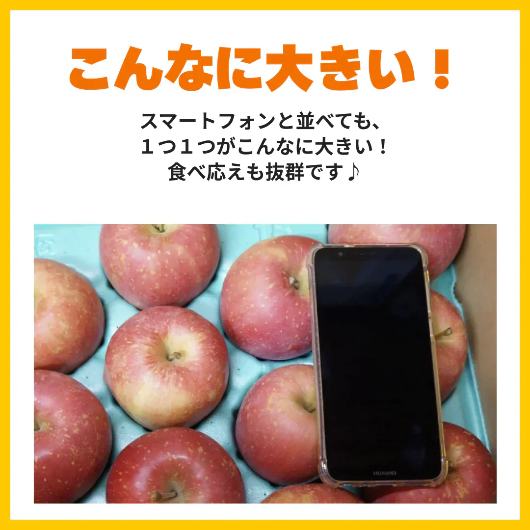 青森県産　家庭用　早生ふじ（弘前ふじ）　5kg　全国送料無料！