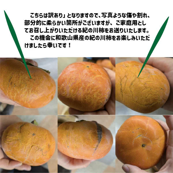 紀の川柿 訳あり 約4kg (１５〜１８玉) 和歌山県産 たねなし 種無し 平核無柿 刀根早生柿 送料無料 柿 カキ 黒あま ギフト