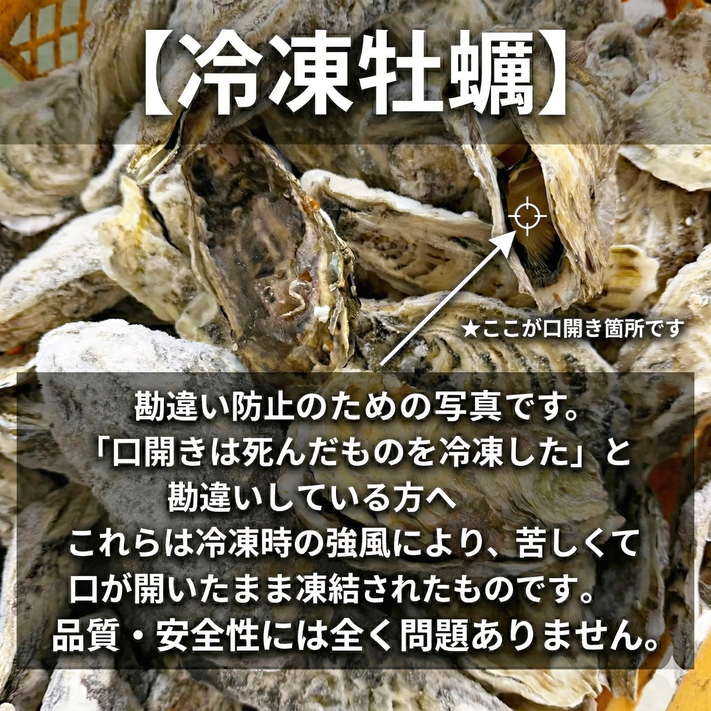 デカい牡蠣 殻付き 牡蠣 ３年牡蠣 １０ｋｇ 冷凍便 送料無料１０キロ 松島牡蠣屋 宮城県産 殻付き牡蠣 殻付き 殻付 カキ 加熱用 松島牡蠣屋 無選別牡蠣 牡蛎 ＢＢＱ バーベキュー食材 海産物 牡蠣通販 「３年牡蠣 １０ｋｇ」