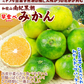 早食べみかん　和歌山産　5kg　ご家庭用 極早生（発送予定：9月下旬より）