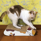 ねこの爪とぎ　居眠りにゃんこ　茶トラ◆ 猫 ネコ ねこ にゃんこ 猫用品 ペット ぺっと グッズ 小物 つめとぎ 爪とぎ 爪研ぎ ダンボール 段ボール お洒落 おしゃれ オシャレ 可愛い かわいい カワイイ 猫の日