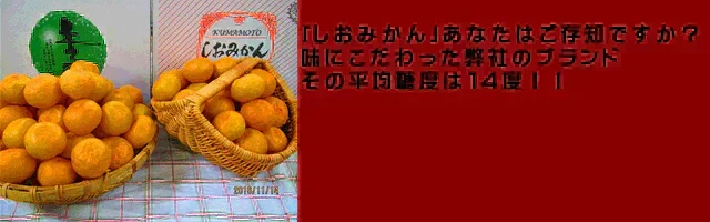 【10月中旬頃～順次発送】しおみかん  5kg みかん 熊本産 訳あり ご家庭用 80サイズ