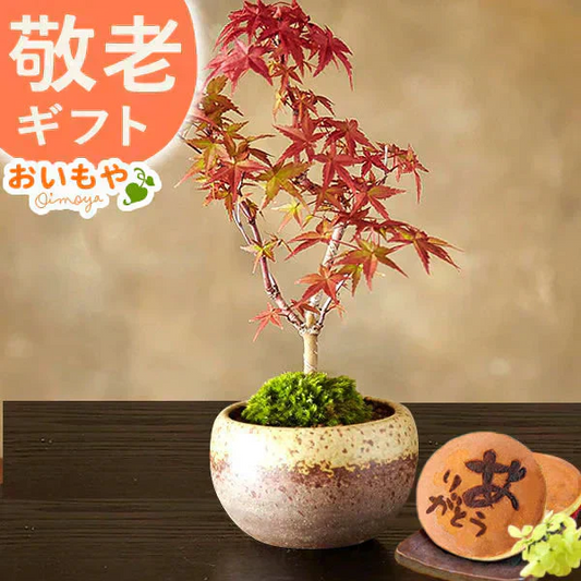 【敬老の日カード付】 紅葉のミニ盆栽＆ありがとうどら焼き 【おいもや】（9月13日〜16日配送） KR