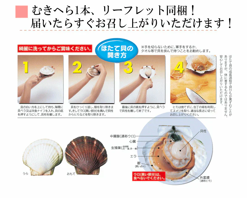 8月中旬まで限定販売　青森県野牛産　活ほたて　大サイズ3キロ　むきへら付き