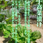 辛子高菜漬け　メガ盛り１Kg　　特製旨口　刻み高菜　油炒め ※こちらは、常温発送商品（ポスト投函）です。夏季シーズンはお早目のお受け取りをお願い致します(※開封後は要冷蔵保管の上、お早目にお召し上がり下さい)