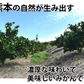 【10月上旬～中旬頃より順次出荷】みかん 10kg 熊本みかん 送料無料 秀品 2S〜L 熊本県産 極早生みかん お取り寄せ 蜜柑 ミカン