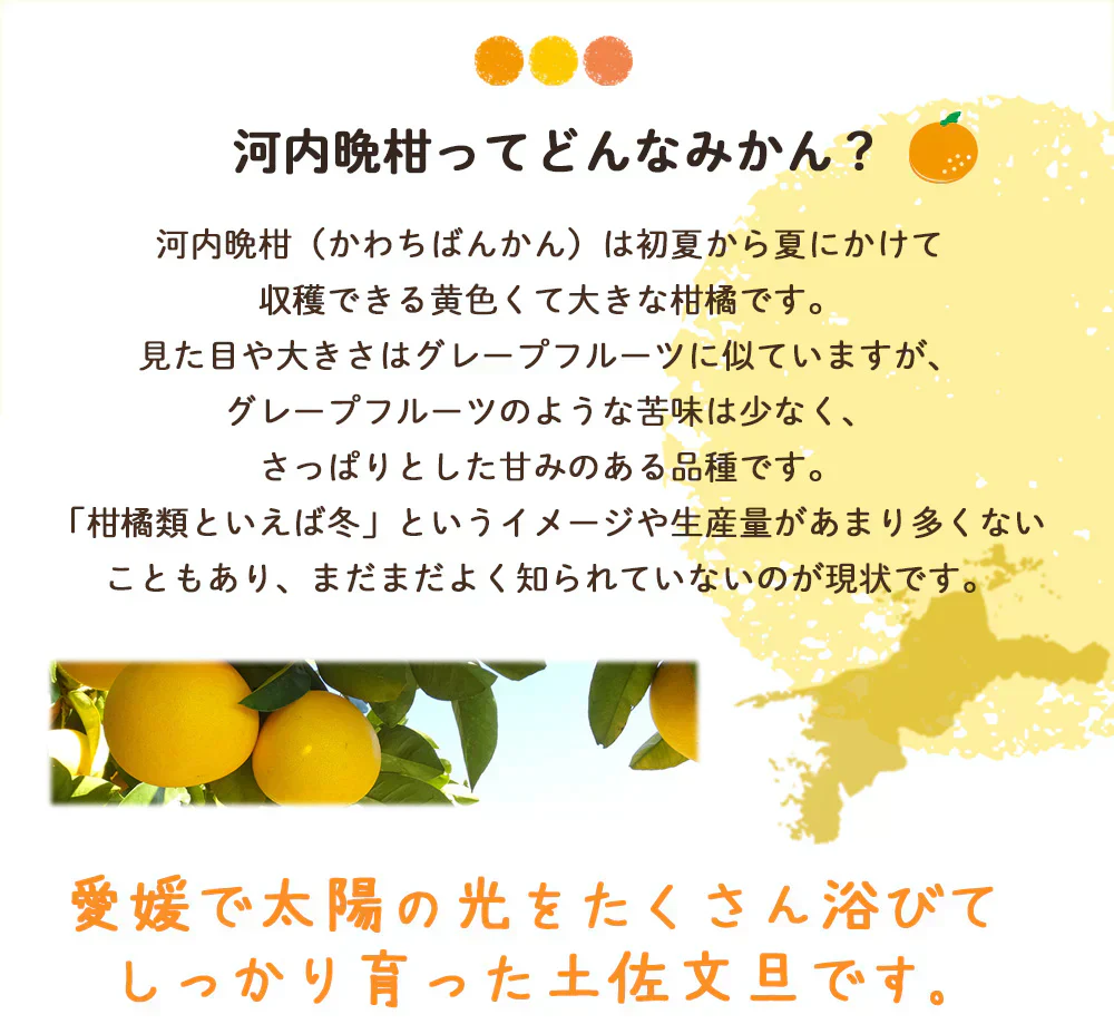 河内晩柑 Ｂ級品 (4kg) ※中玉・大玉MIX 訳あり  晩柑 ご家庭用 箱買い B品 サイズミックス 柑橘 みかん フルーツ 果物 産地直送 愛媛県産