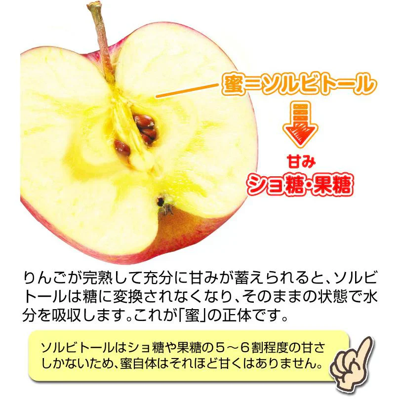 りんご 蜜入りサンふじ 山形産 5kg （発送予定：12月上旬より）