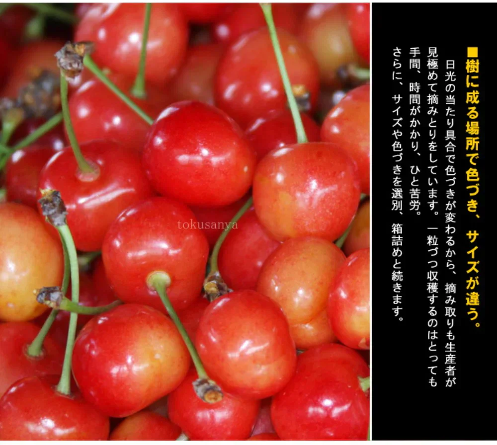 【6月中旬-7月中旬頃発送】山形産 訳あり さくらんぼ Mサイズ 約1kg バラ詰め