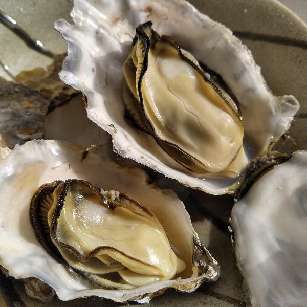 急速凍結 生食用冷凍牡蠣 殻付き 牡蠣 送料無料 ２ｋｇ（目安20個程度） 冷凍便 牡蠣 殻付き 殻付 カキ 牡蛎 かき 松島牡蠣屋 BBQ バーべキュー 二枚貝 貝類  kaki かきカキ