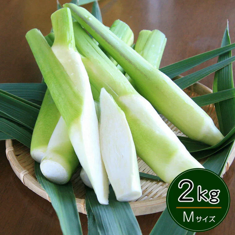 岡山県里庄産 無農薬栽培 マコモタケ（まこもたけ）生 1kg×2袋 計2kg Mサイズ 〈期間限定：9月～11月中旬〉【送料込み】