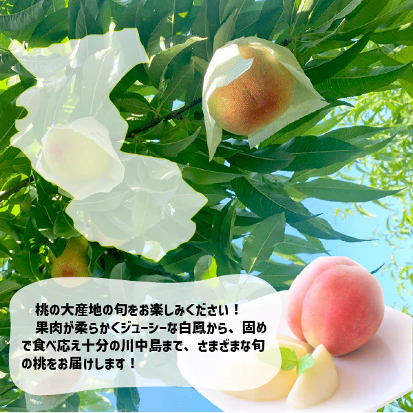 桃 訳あり 箱込み4kg 10〜18玉 和歌山県産旬の桃 御中元 白鳳 川中島 清水 白桃 白鳳系 白桃系 桃 家庭用