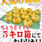 10月9日～発送！青森県産 りんご トキ 5kg箱 家庭用/訳あり ★トキ 家訳 5kg箱