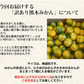 【10月上旬～中旬頃より順次出荷】みかん 訳あり 送料無料 1.5kg  熊本みかん 熊本県産 極早生みかん 蜜柑 ミカン