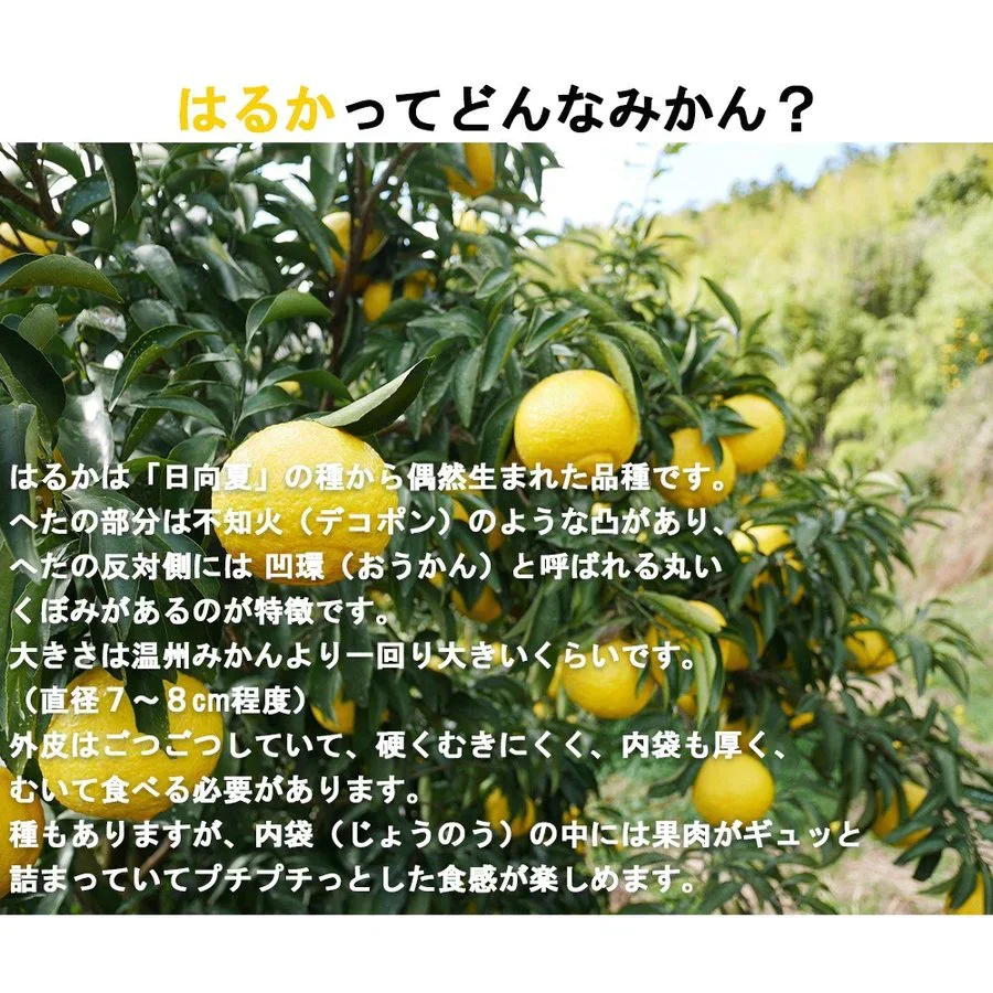 はるか みかん 訳あり 5kg 送料無料 ご家庭用 箱買い B品 サイズミックス 柑橘 フルーツ 産地直送 愛媛県産 YDF-005