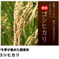 【新米】こしひかり　R5年埼玉県産　10ｋｇ