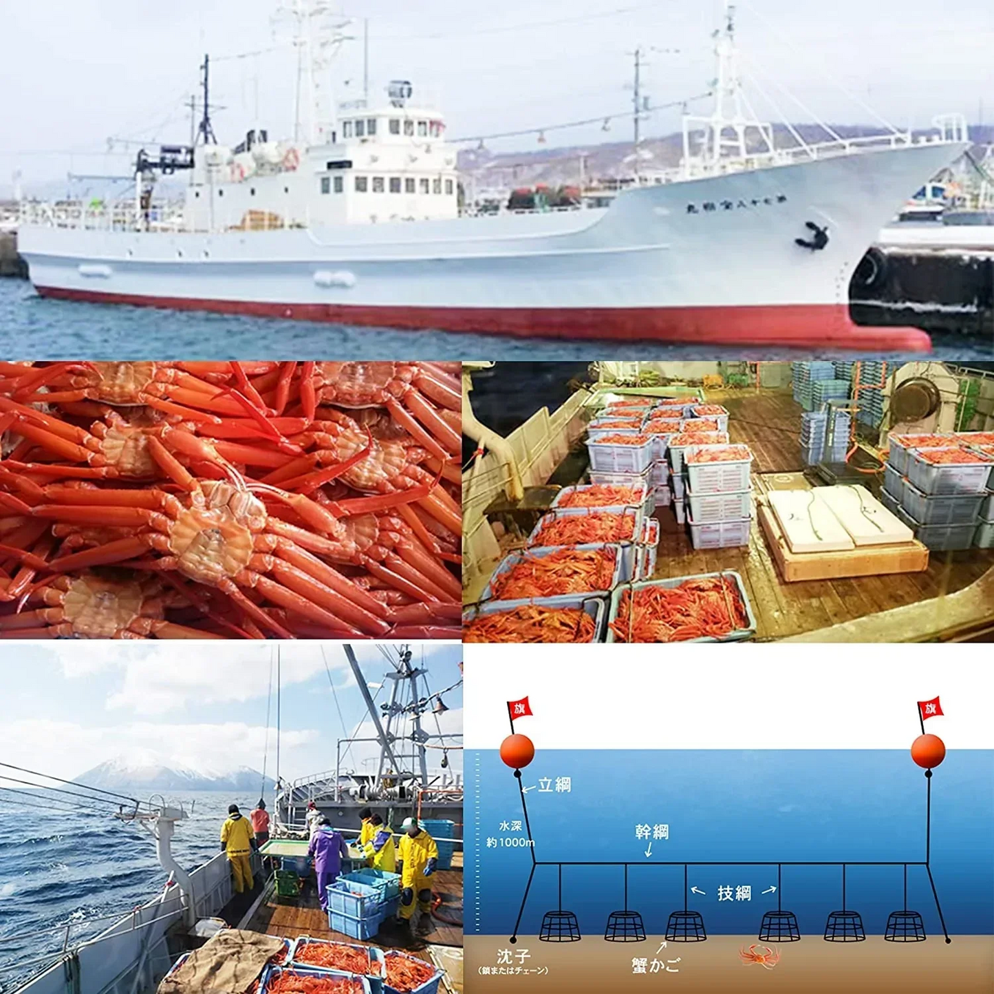 【北海道直送】国産冷凍 ボイル済 紅ズワイガニ セクション 約5kg箱×2 冷凍品 B品 Mサイズ (31~35肩入り目安×2)「漁師さん応援キャンペーン」 (5kg×2箱)【エコ得】